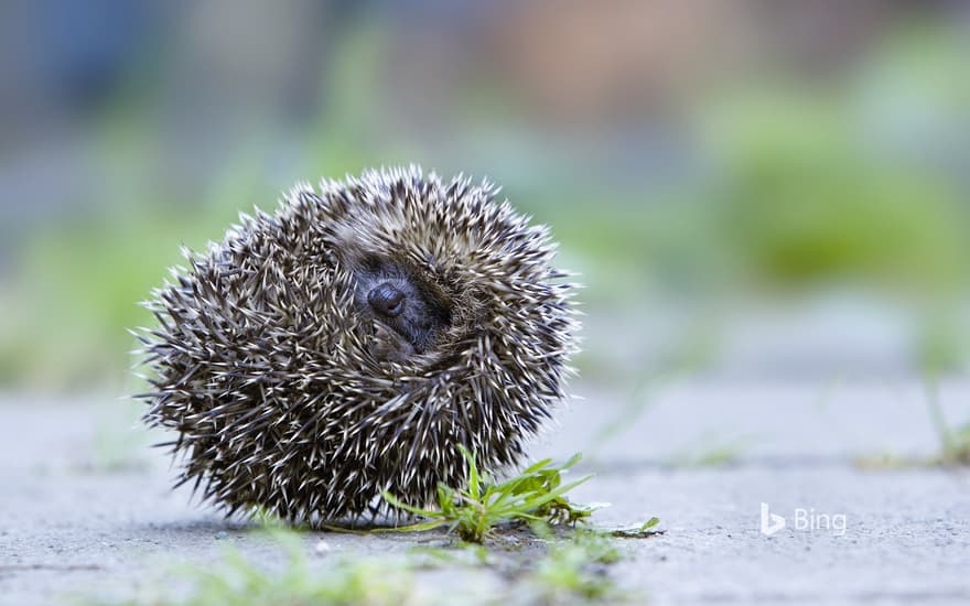 Brown-breasted hedgehog