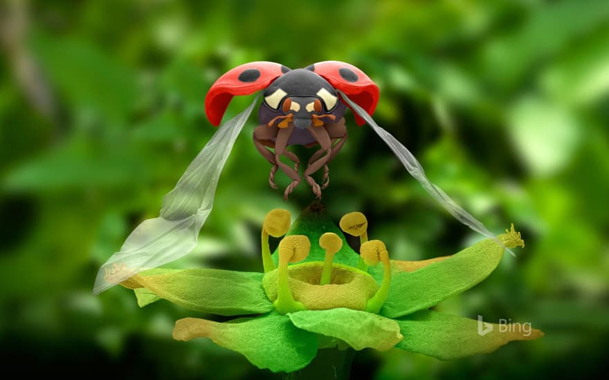 Coloured scanning electron micrograph of a seven-spot ladybird in flight