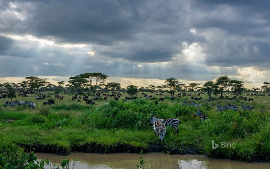 Zebras and wildebeests in the Serengeti National Park in Tanzania