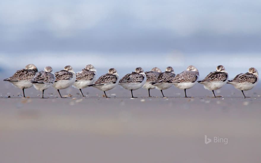 Sanderlings sleeping on a beach in Terschelling, Netherlands