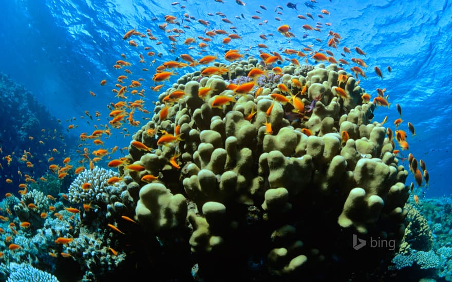 Scalefin anthias in the Red Sea at Ras Mohammed National Park in Egypt