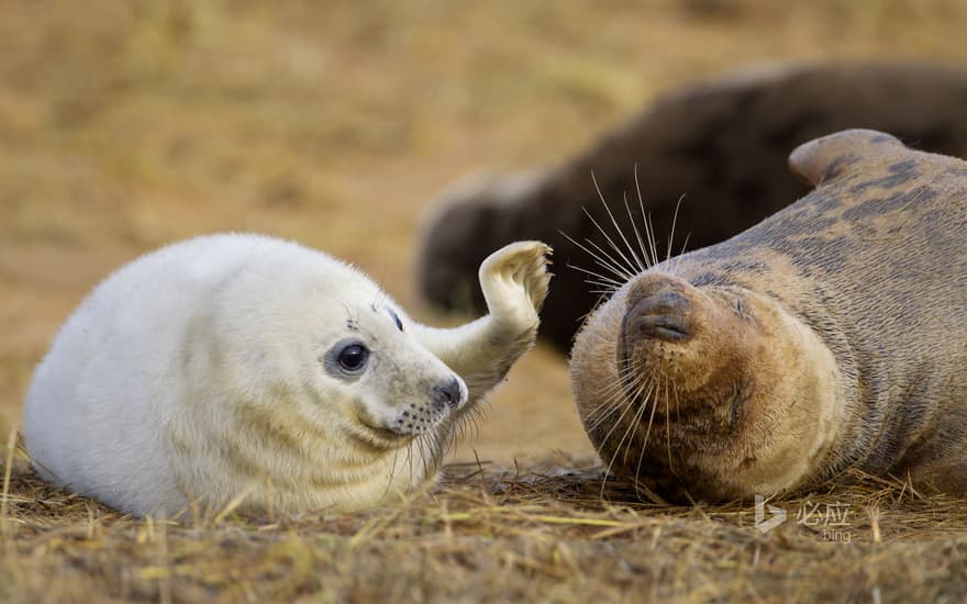 Atlantic grey seal, baby trying to wake up its sleeping mother