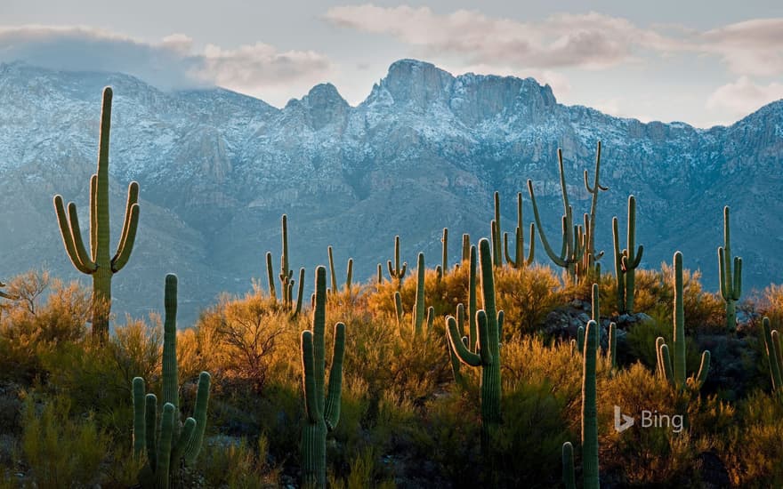 Saguaro cacti in the Sonoran Desert near Tucson, Arizona