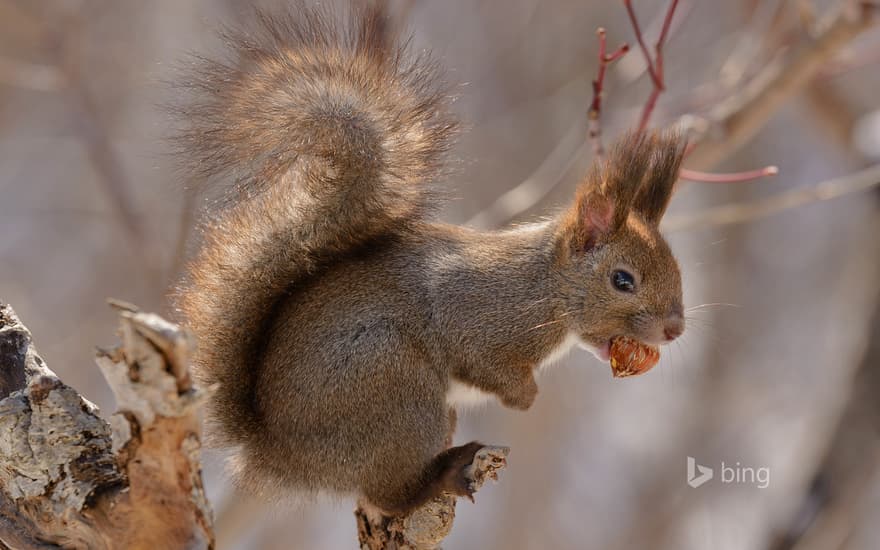 Eurasian red squirrel on Hokkaido Island, Japan