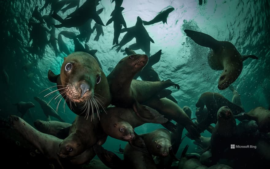 Steller sea lions, Vancouver Island, British Columbia, Canada
