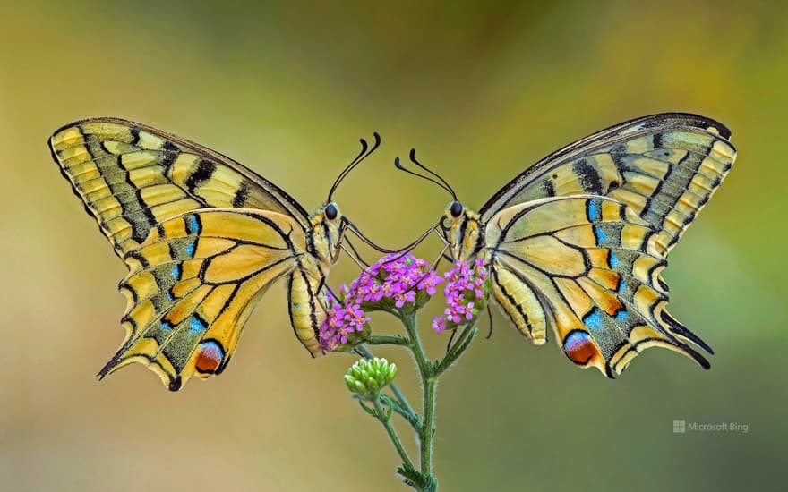 Old World swallowtail butterflies