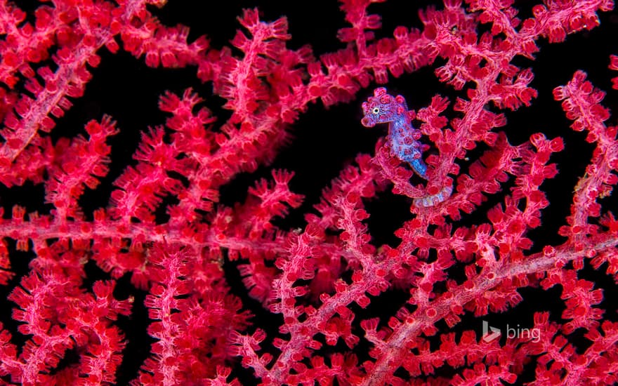 A pygmy seahorse hiding in a sea fan