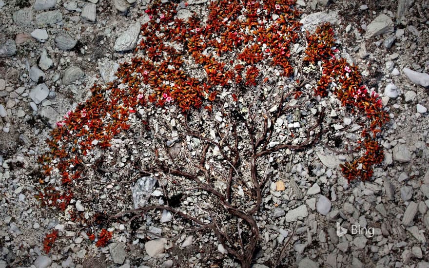 Trailing azalea growing on a scree slope in Rondane National Park, Norway