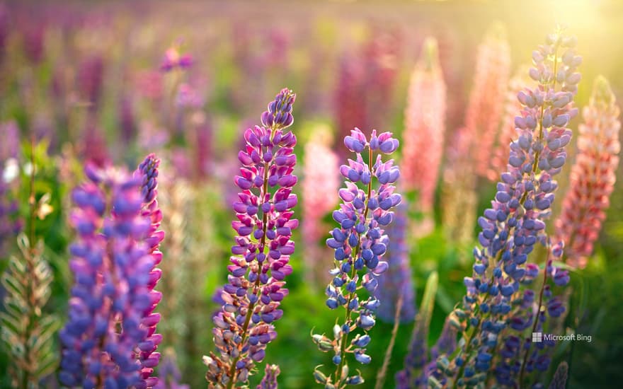 Wild lupine in purple and blue