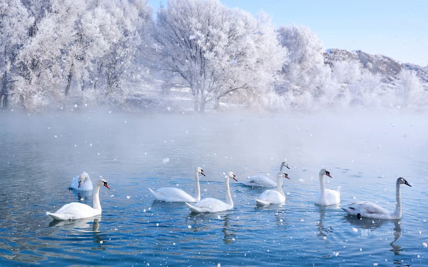 Swan Spring Wetland Park, Ili, Xinjiang, China