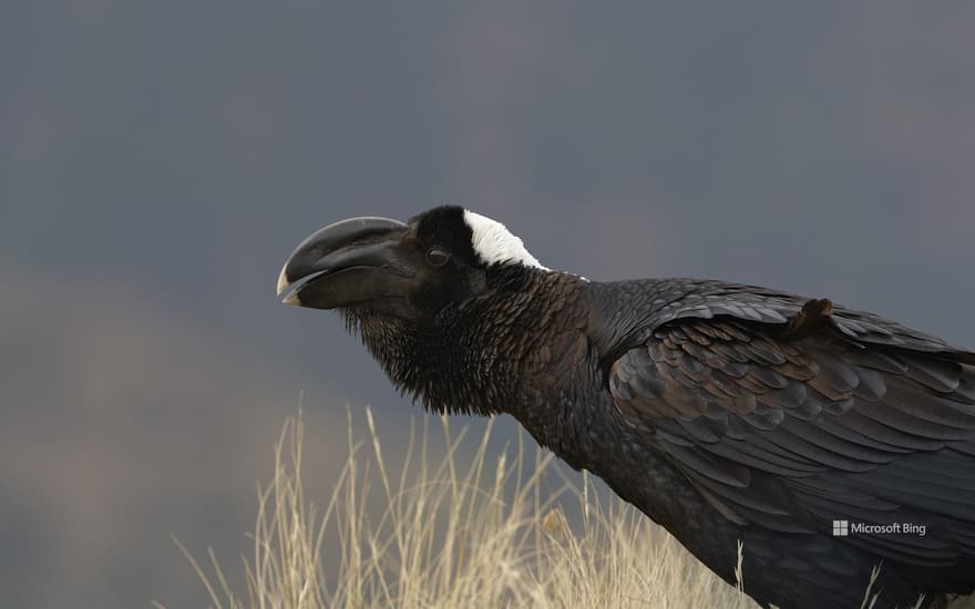 Thick-billed raven, Simien Mountains, Ethiopia