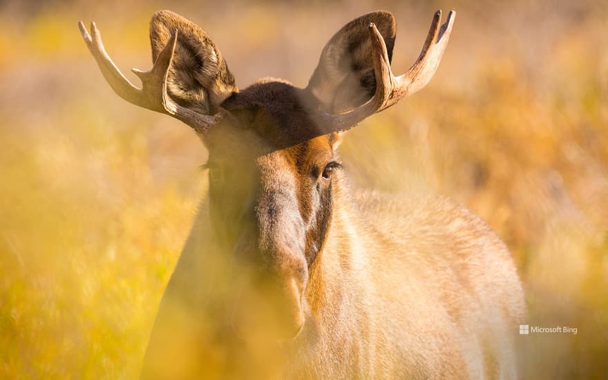 A young bull moose in Denali National Park, Alaska, United States